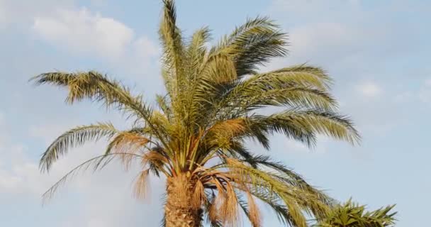 Wind Weht Palmenzweige Bewölkter Himmel Hintergrund — Stockvideo