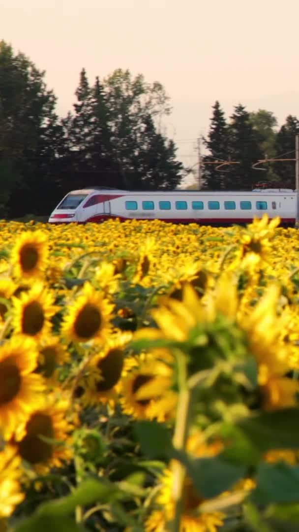 Pociąg Poruszający Się Koleją Przez Całe Lato Złożony Ciągu Dnia — Wideo stockowe