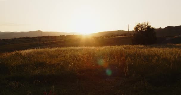 Groen Ingediend Bij Zonsondergang — Stockvideo