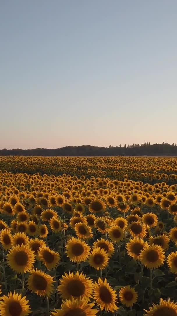 Vista Aerea Del Campo Girasoli Giorno — Video Stock