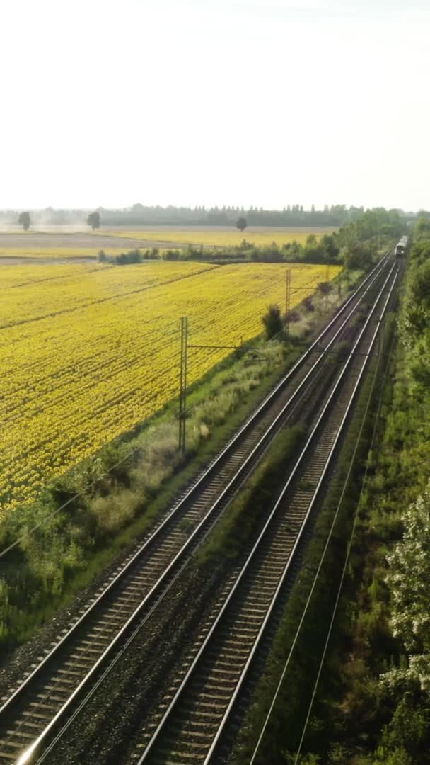 Zug Fährt Sommer Tagsüber Mit Der Bahn — Stockvideo