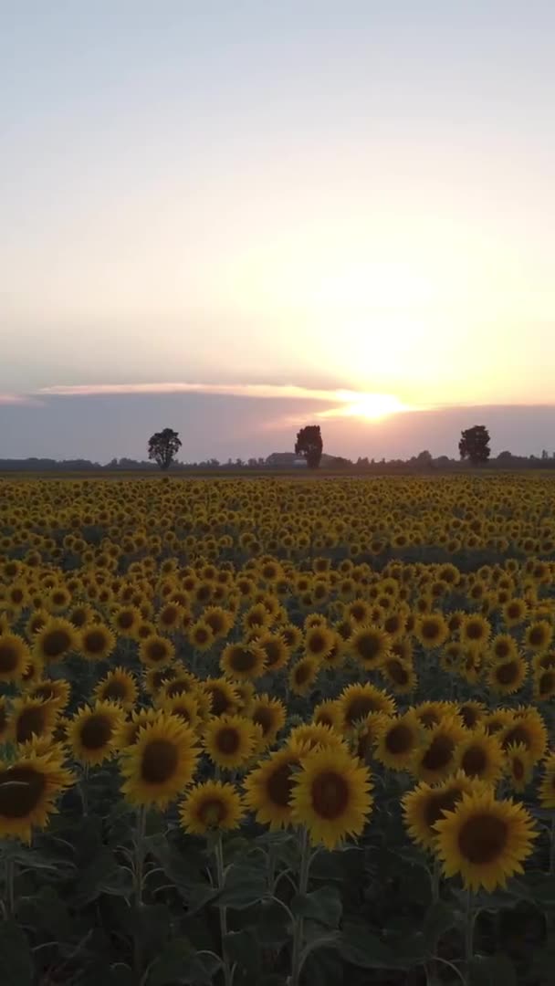 Vista Aérea Del Campo Girasoles Durante Día — Vídeo de stock