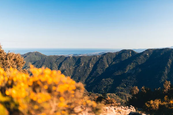 Yellow flowers with mountain background at National Park, Calabria Italy