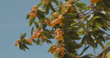 Gündüz vakti Calabria Bölgesi, Portakal Ağacı 'na yakın.