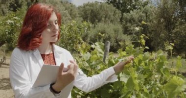 Yaz bahçesinde çalışan genç bir kadın tarım uzmanı. Kızıl saçlı kadın gün içinde çiftlikte bitkileri kontrol ediyor.