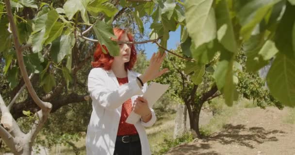 Joven Agrónoma Femenina Trabajando Jardín Verano Pelirroja Revisando Árboles Granja — Vídeos de Stock