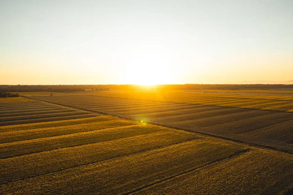 Gün batımında ayçiçeği tarlası. Toskana kırsalı, İtalya.