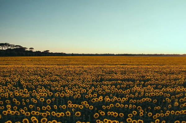 Sonnenblumenfeld Bei Sonnenuntergang Toskanische Landschaft Italien — Stockfoto