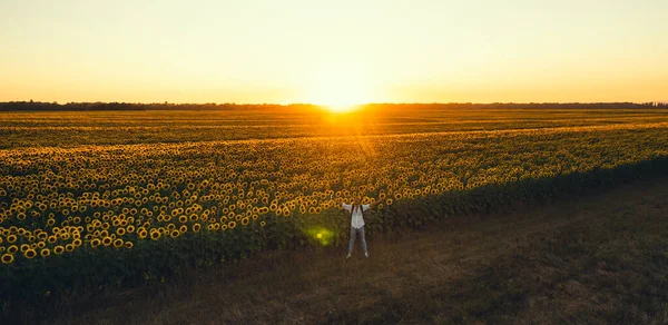 Мандрівник Безпілотником Насолоджується Життям Свободою Соняшниковій Землі Заході Сонця Руки — стокове фото