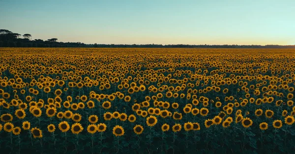Gün batımında ayçiçeği tarlası. Toskana kırsalı, İtalya.