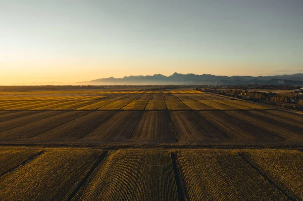 Campo Girasoles Atardecer Campo Toscano Italia — Foto de Stock