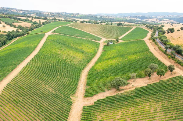Toskana üzüm bağının havadan görünüşü