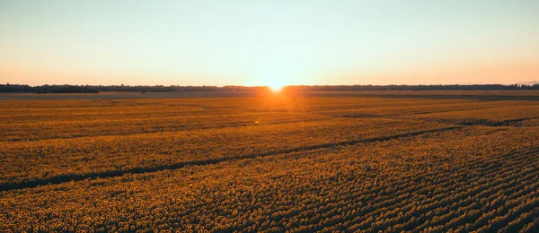 Sonnenblumenfeld Bei Sonnenuntergang Toskanische Landschaft Italien — Stockfoto