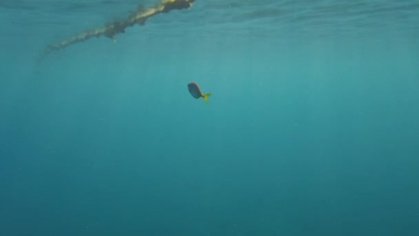 Meeresboden Kalabrien Mit Kleinen Fischen — Stockvideo
