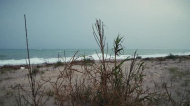 Okyanusta fırtınalı dalgalar Sahilde yetişen bitkilerin ardından.