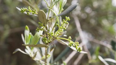 Ekstra bakire zeytinyağı üretimi için Puglia 'da organik olarak yetişen zeytinler..