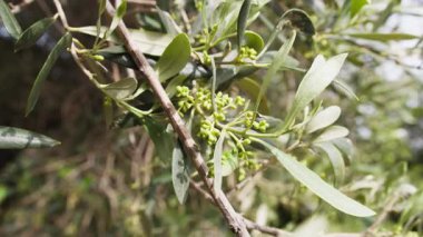 Zeytinyağı üretimi için İtalya 'da küçük zeytin bahçeleri.