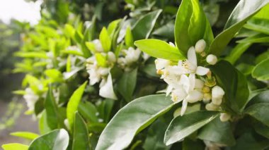 Sicilya 'da bir ağaçta beyaz portakal çiçekleri.