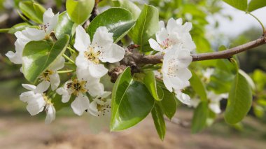 Sicilya 'da organik reçel üretmek için kullanılan bir ağacın çiçekleri..