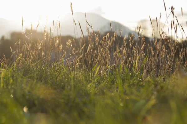 Hijau Rumput Dengan Dangkal Mendalam Lapangan Sunset — Stok Foto