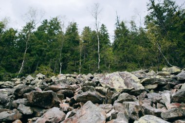 puslu iğne yapraklı orman