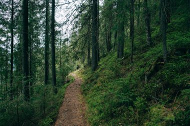 puslu iğne yapraklı orman