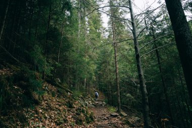 puslu iğne yapraklı orman