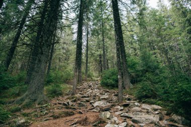 puslu iğne yapraklı orman