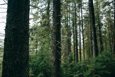 puslu iğne yapraklı orman