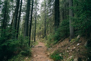 puslu iğne yapraklı orman