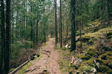 puslu iğne yapraklı orman