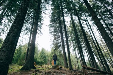 puslu iğne yapraklı orman içinde yürüyen adam