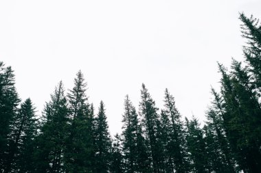 puslu iğne yapraklı orman