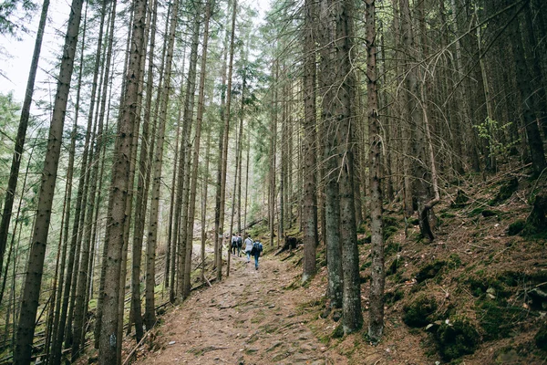 Gente caminando en el bosque de coníferas brumosas —  Fotos de Stock