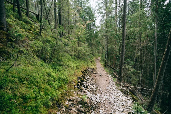 Floresta de coníferas nebulosas — Fotografia de Stock