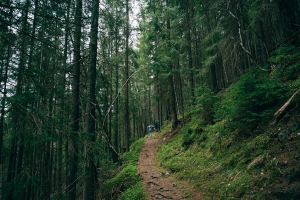 Pessoas andando na floresta de coníferas nebulosas — Fotografia de Stock