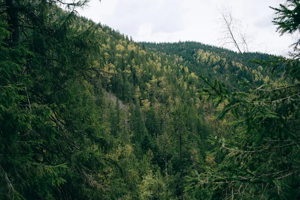 Zamlžené jehličnatého lesa — Stock fotografie