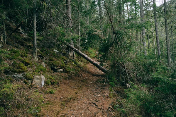 Zamlžené jehličnatého lesa — Stock fotografie