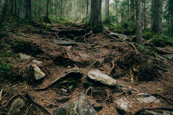 Bosque de coníferas brumosas —  Fotos de Stock