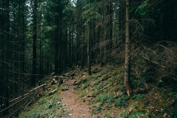 Zamlžené jehličnatého lesa — Stock fotografie