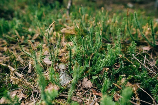 Foresta verde di montagna — Foto Stock