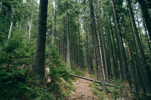 Misty coniferous forest — Stock Photo, Image