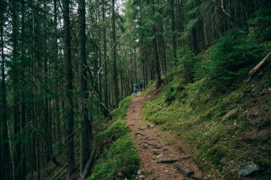Puslu yeşil çam ormanı manzara. 
