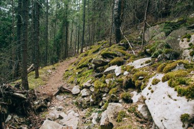 Puslu yeşil çam ormanı manzara. 