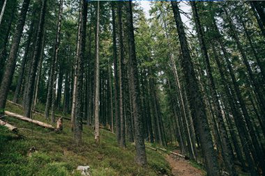 Puslu yeşil çam ormanı manzara. 