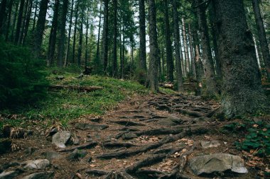 Puslu yeşil çam ormanı manzara. 