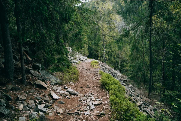 Zamlžené zelené borovice lesní krajina. — Stock fotografie