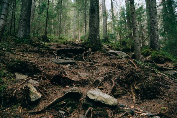 Zamlžené zelené borovice lesní krajina. — Stock fotografie