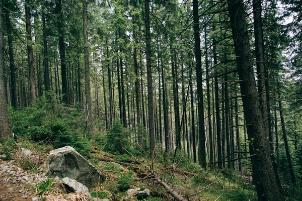 Zamlžené zelené borovice lesní krajina. — Stock fotografie