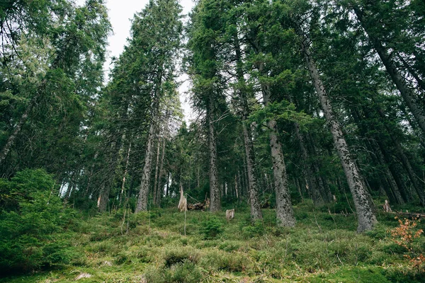 Zamlžené zelené borovice lesní krajina. — Stock fotografie